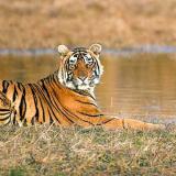 corbett travels