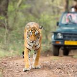 jimcorbett park